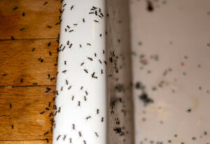 How to Get Rid of Black Ants in the House