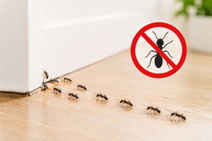 Pest Control Ants
